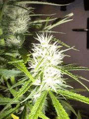 FLO+30 Petite / Pheno