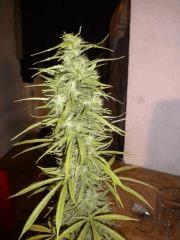 DSCN2029