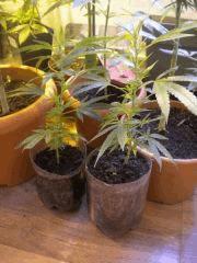 Mes 2 boutures