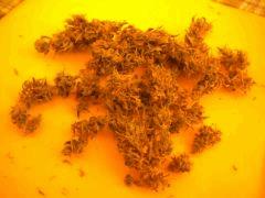 Cut Buisson1 Cali-Orange-S