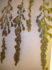 Les 3 plantes de base + une bouture