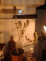 Buison 1 CalifornianOrangeSkunk