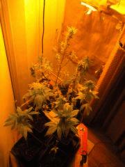 DSCN2414