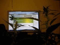 Canaweed !