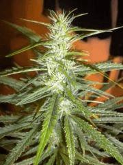 Macro Mama F+30