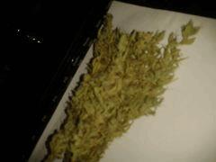 Cut orangeBud