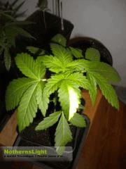 NothernLights Triso+Pheno moitier de feuilles Jaune citron.. o_o