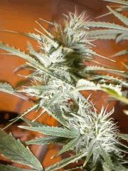 Macro Mama F+30