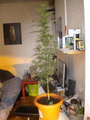 F+18 Plantes mere.