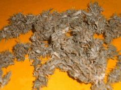 Cut Buisson1 Cali-Orange-S