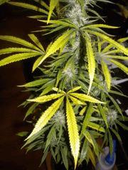 FLO+30 La petite / Carence
