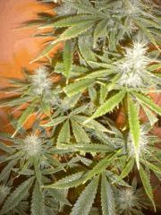 Macro Mama F+30