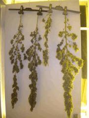 Les 3 plantes de base + une bouture