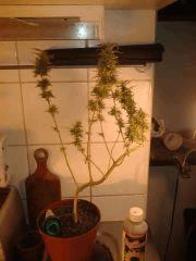 Buison  CalifornianOrangeSkunk