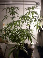 Buisson 2 CalifornianOrangeSkunk