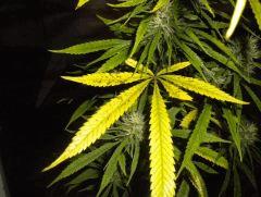 FLO+30 La petite / PHENO