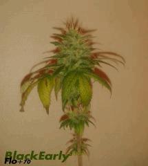 BlackEarly 1