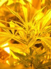 FLO+2 ça Bud?