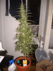 La mama ! F+30