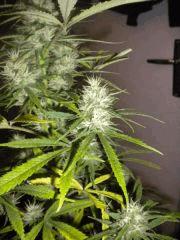 FLO+30 Petite / Pheno