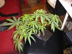 Buisson Double skunk