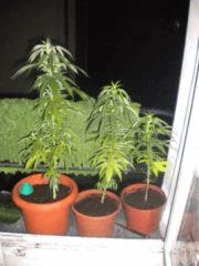Mes 3 plantes déclaré femelles