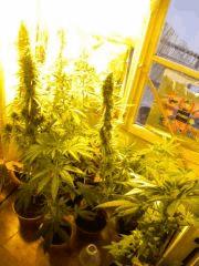Jardin F+50