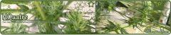 signatureCanaweed2