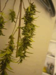 Orange Bud (d'a l'ancienne) en sechage (mini-tetes)