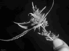 Sativa