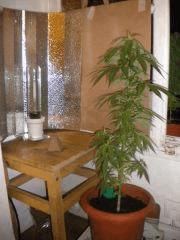 2mois et demi, PM pres de ma new HPS250