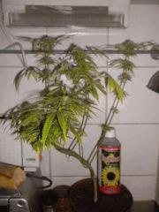 Buisson1 CalifornianOrangeSkunk