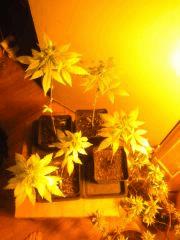 Les BlackEarly (en fast flo) 4/4 sont des femelles...
