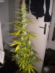 FLO+30 La petite / PHENO Mais elle a tj une bonne gueule ! :)