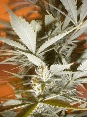 Macro Mama F+30