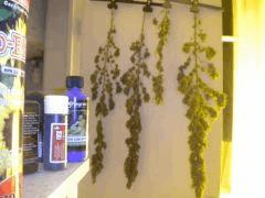Les 3 plantes de base + une bouture