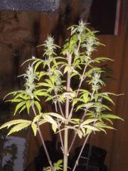 Alors ici OrangeBud d'a l'epoque ! (8ans..)