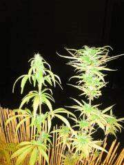 Une bouture d'orange, + 2 OrangeBud