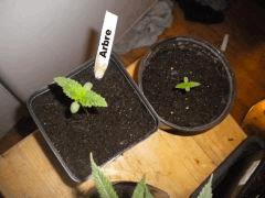 3eme Génération Skunk#1+Arbre Skunk verte fluo