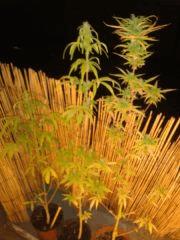 Une bouture d'orange, + 2 OrangeBud