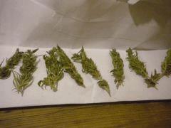 Orange Bud Sechage