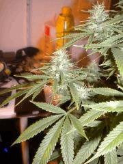 Macro Mama F+30