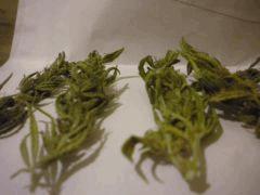 Orange Bud Sechage