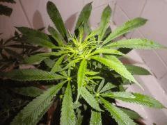 DSCN1466