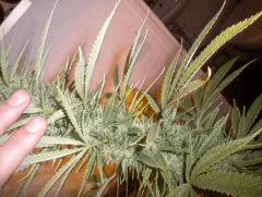 DSCN1875