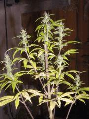 Alors ici OrangeBud d'a l'epoque ! (8ans..) Belle variete, odeur de menthe fraiche pour le moment elle a l'air dingue !