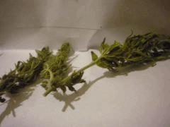 Orange Bud Sechage