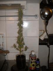 2eme Bouture