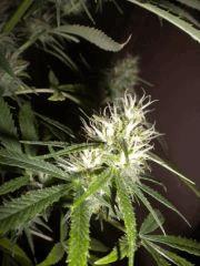 FLO+30 Petite / Pheno