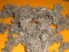 Cut Buisson1 Cali-Orange-S